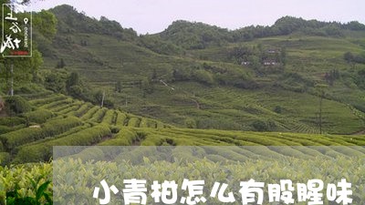 小青柑怎么有股腥味/2023032125240