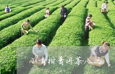 小青柑普洱茶八马/2023033134027