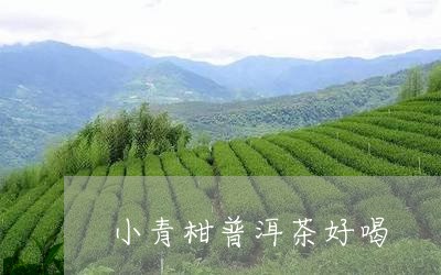 小青柑普洱茶好喝/2023041280583