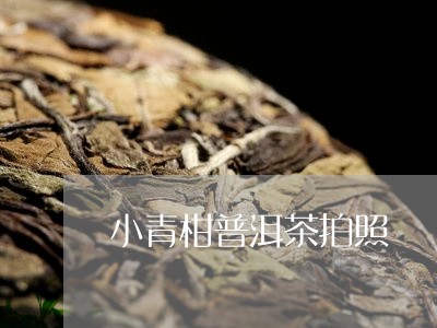 小青柑普洱茶拍照/2023041356240