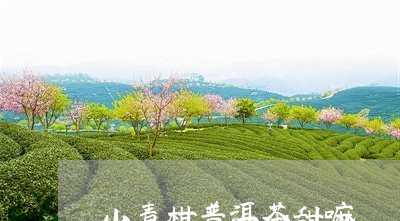 小青柑普洱茶甜嘛/2023033081412