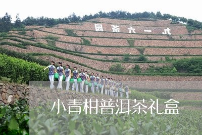 小青柑普洱茶礼盒/2023041336283