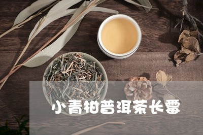 小青柑普洱茶长霉/2023033016181