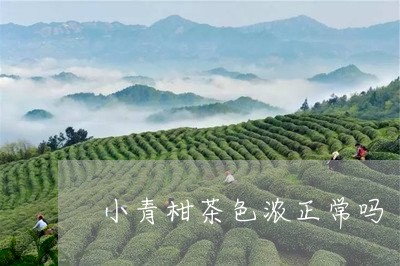 小青柑茶色浓正常吗/2023032239682