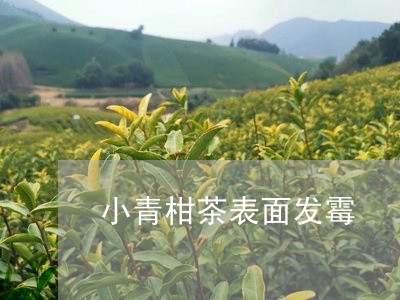 小青柑茶表面发霉/2023032651582