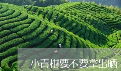 小青柑要不要拿出晒/2023032103026