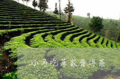 小马吃草家普洱茶/2023032993827