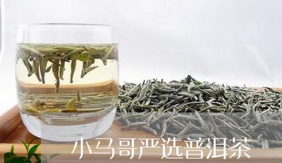 小马哥严选普洱茶/2023033148069