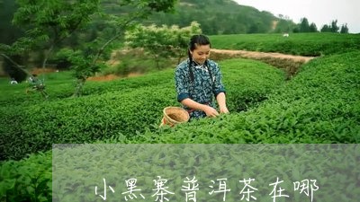 小黑寨普洱茶在哪/2023031628383