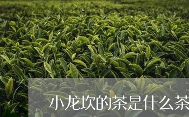 小龙坎的茶是什么茶/2023041579682