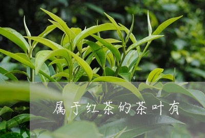 属于红茶的茶叶有/2023032763159