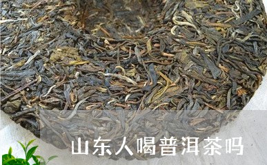 山东人喝普洱茶吗/2023033016270