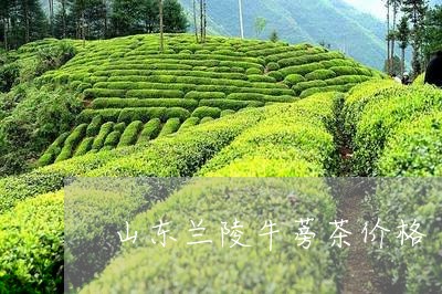 山东兰陵牛蒡茶价格/2023032197069