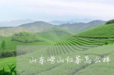 山东崂山红茶怎么样/2023041589372