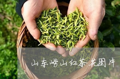 山东崂山红茶花图片/2023031852838