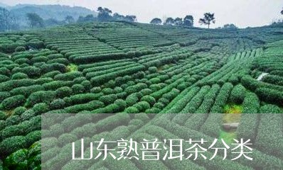 山东熟普洱茶分类/2023041225252