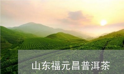 山东福元昌普洱茶/2023041157491