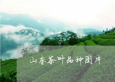 山东茶叶品种图片/2023032517292