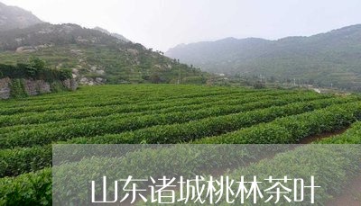 山东诸城桃林茶叶/2023032636273