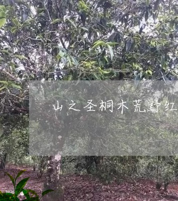 山之圣桐木荒野红茶/2023041550593