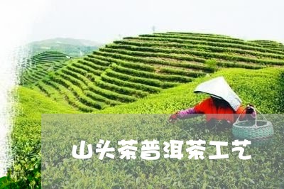 山头茶普洱茶工艺/2023031748481