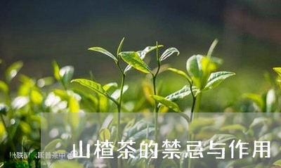 山楂茶的禁忌与作用/2023032124058