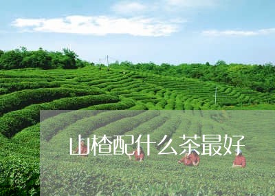 山楂配什么茶最好/2023032330705