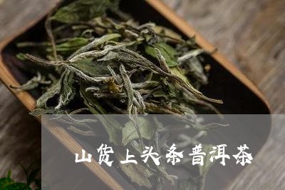 山货上头条普洱茶/2023040928372