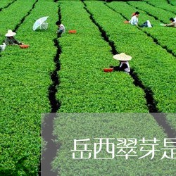 岳西翠芽是什么茶/2023032445269