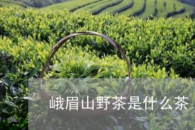 峨眉山野茶是什么茶/2023041502725