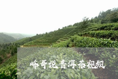 峰哥说普洱茶视频/2023040162704