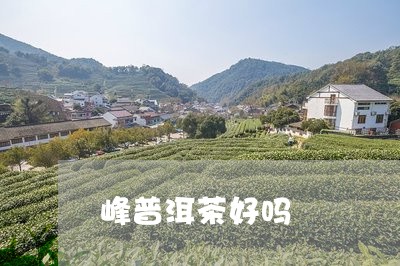 峰普洱茶好吗/2023040135148