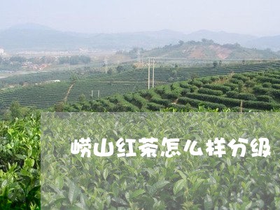 崂山红茶怎么样分级/2023031850815