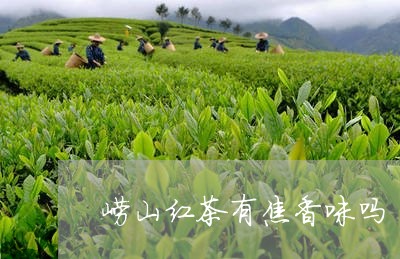 崂山红茶有焦香味吗/2023032078340