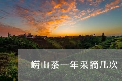 崂山茶一年采摘几次/2023041685461