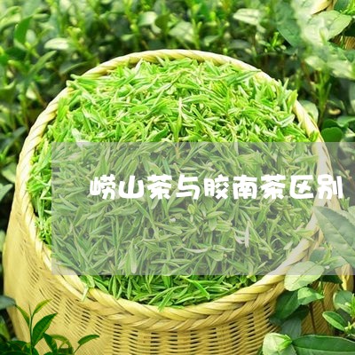 崂山茶与胶南茶区别/2023032050503