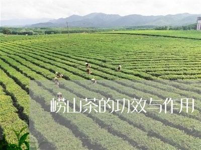 崂山茶的功效与作用/2023041733836