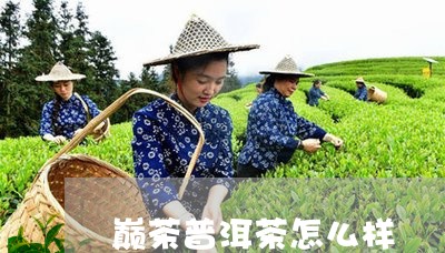 巅茶普洱茶怎么样/2023031650793