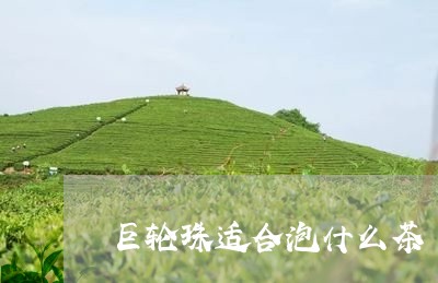 巨轮珠适合泡什么茶/2023041583056