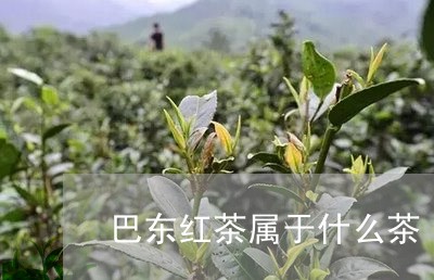 巴东红茶属于什么茶/2023041609270