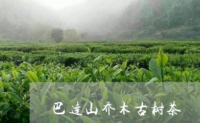 巴达山乔木古树茶/2023032669582