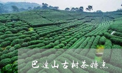 巴达山古树茶特点/2023032622406