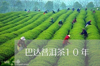 巴达普洱茶10年/2023031610515