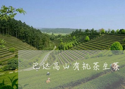 巴达高山有机茶生茶/2023032194857