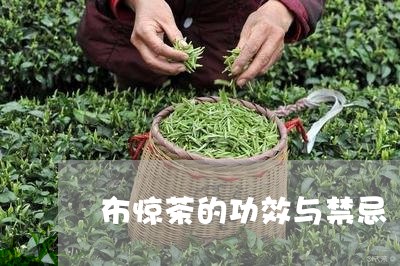 布惊茶的功效与禁忌/2023041654935