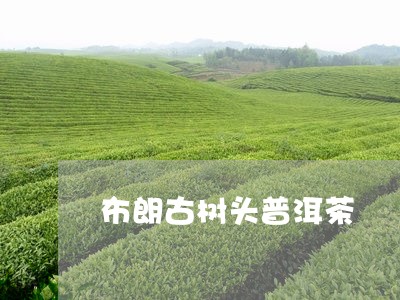 布朗古树头普洱茶/2023041204029