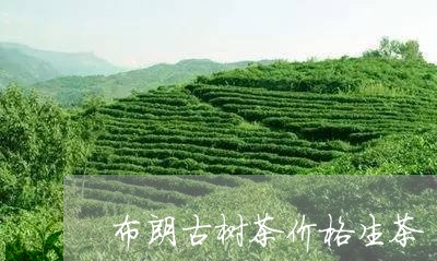 布朗古树茶价格生茶/2023032194957