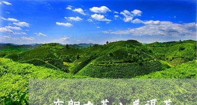 布朗古茶山普洱茶/2023041054835