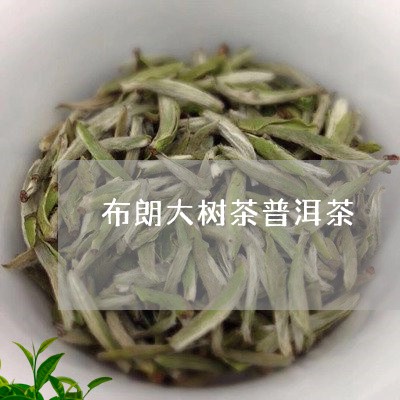 布朗大树茶普洱茶/2023041204140