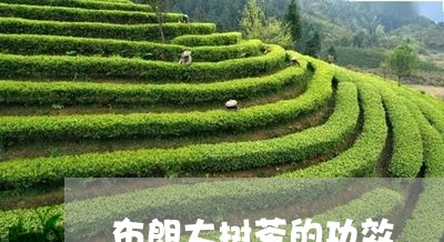 布朗大树茶的功效/2023032570905